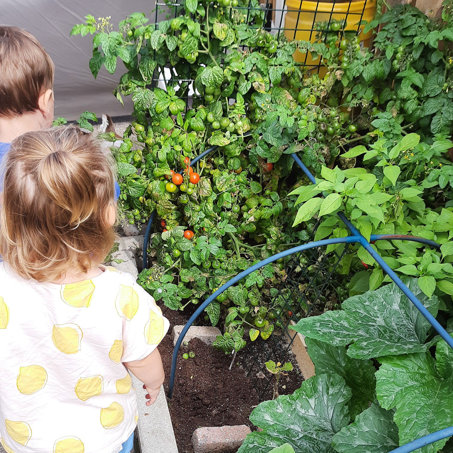 moestuin1